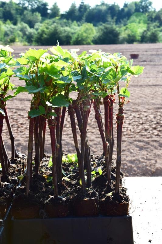 Savez-vous planter la vigne à la mode de chez nous ?