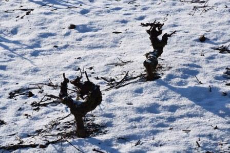 La taille hivernale de la vigne et le grand froid font ils bon ménage ?