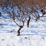 Saison d'hiver